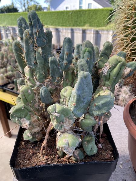 Trichocereus bridgesii monstrosus
